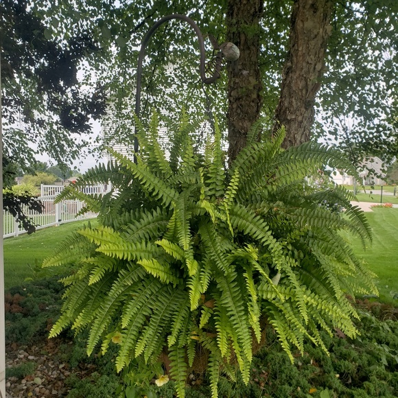 Meet the posher - Picture 4 of 8